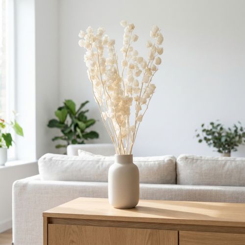 Trockenblume Lampionblume gebleicht 75–80 cm Creme 100 g | Floristik24.at