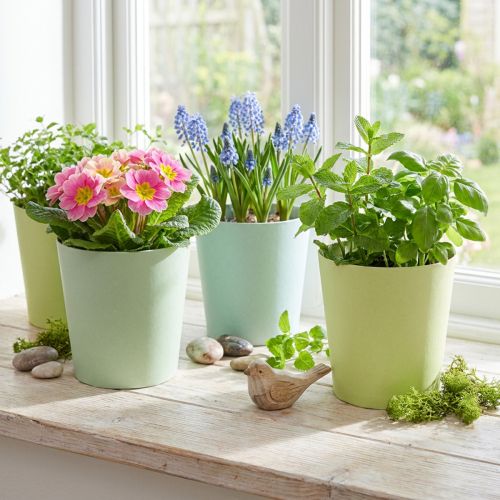 Übertöpfe aus Papier mit Folie, Pflanzgefäße Ø11cm x H10cm, grün und blau, 4 Stück | Floristik24.at
