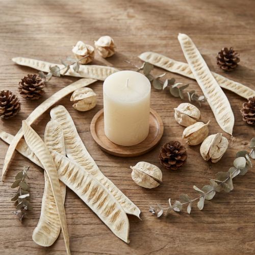 Scalettaschote gebleicht Holz Naturdeko 25–46cm 25 Stück | Floristik24.at