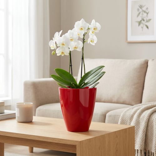 Orchideentopf Kunststoff Ø12,5cm Rot | Floristik24.at