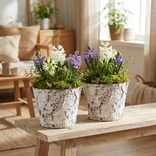 Dekotopf Birkenrinde Weiß Ø18cm H15cm 2er-Set | Floristik24.at