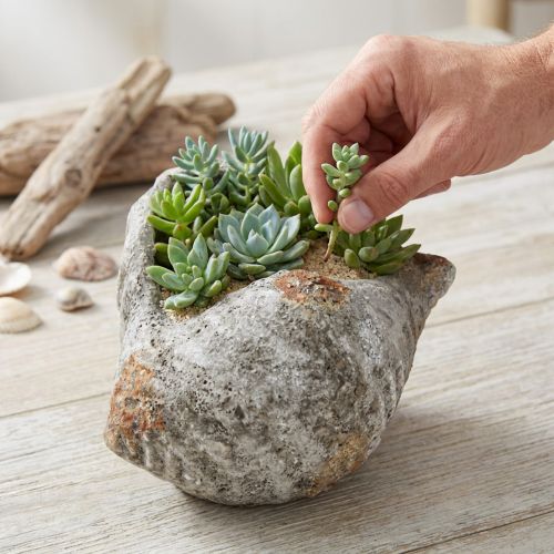 Artikel Blumentopf Muschel aus Steinoptik Antikgrau 22×18×13 cm für Wohn- und Tischdekoration