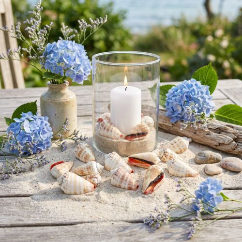 Artikel Muscheln Strombus Luhuanus Naturfarben 1 kg 4–8 cm