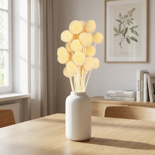 Artikel Craspedia Trockenblumen Creme 20 Stängel 50-55cm Dekoration