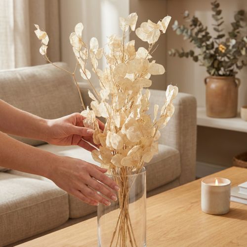 Artikel Getrocknetes Silberblatt Lunaria Champagner 65-70 cm 20 g Dekoration