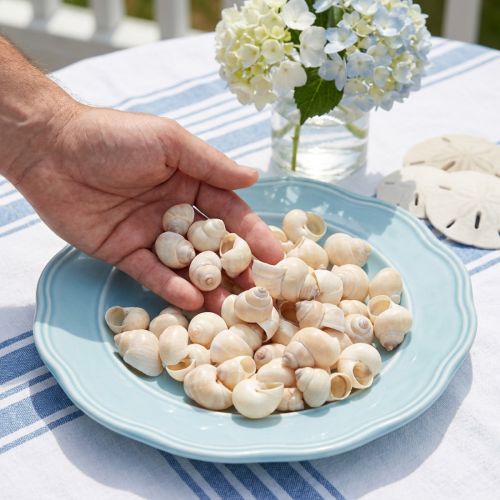 Natürliche Deko-Muscheln Umachi Weiß 2–3cm 500g | Floristik24.at