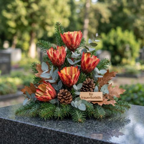 Getrocknete Repens Cup Blume Rot, 25 Stk., ca. 25–35 cm | Floristik24.at