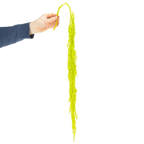 Artikel Fuchsschwanz Trockenblumen gefärbt für besondere Wohnraum Deko und einzigartige Akzente 100cm 5St