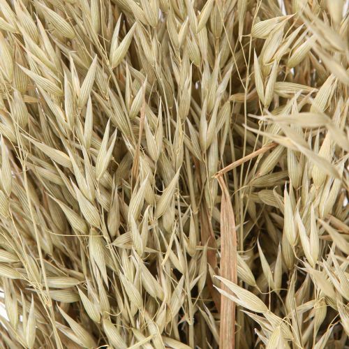 Floristik24 Getrockneter Hafer Deko Haferbund Naturdeko Bund 60cm 200g