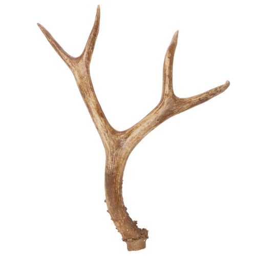 Künstliches Geweih Polyresin naturgetreu 32 cm Innenräume bestellen | Floristik24.at