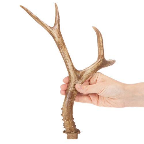 Künstliches Geweih Polyresin naturgetreu 32 cm Innenräume | Floristik24.at