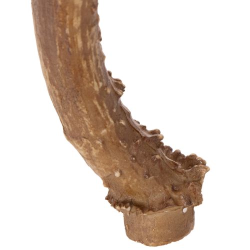 Künstliches Geweih Polyresin