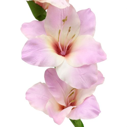 Floristik24 Gladiolen Creme-Lila 86cm
