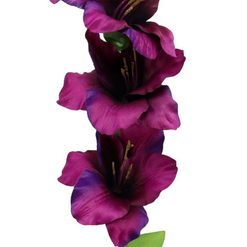 Floristik24 Gladiolen Dunkellila 86cm