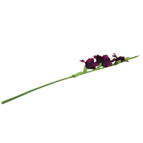 Floristik24 Gladiolen Dunkellila 86cm