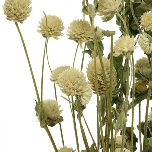 Artikel Trockenblume, Kugelamarant, Gomphrena Globosa Weiß L49cm 45g