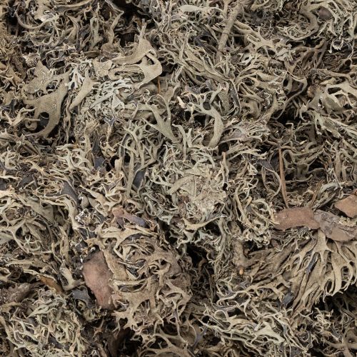 Dekomoos Graumoos 500 g für Bastelarbeiten und Dekorationen | Floristik24.at