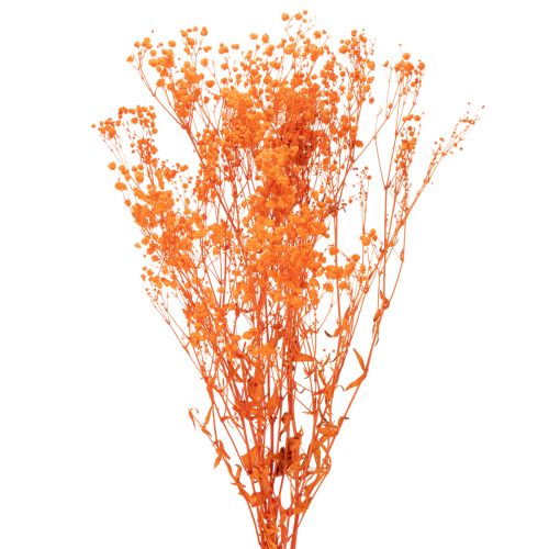 Schleierkraut Trockenblumenstrauß Gypsophila Orange 75 cm 100 g bestellen | Floristik24.at