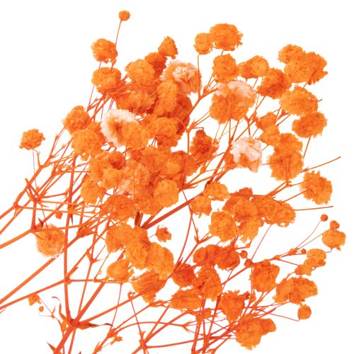 Schleierkraut Trockenblumenstrauß Gypsophila Orange 75 cm 100 g | Floristik24.at