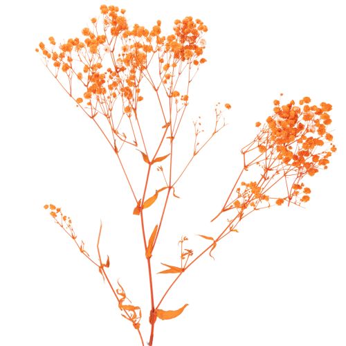 Schleierkraut Trockenblumenstrauß Gypsophila Orange 75 cm 100 g | Floristik24.at