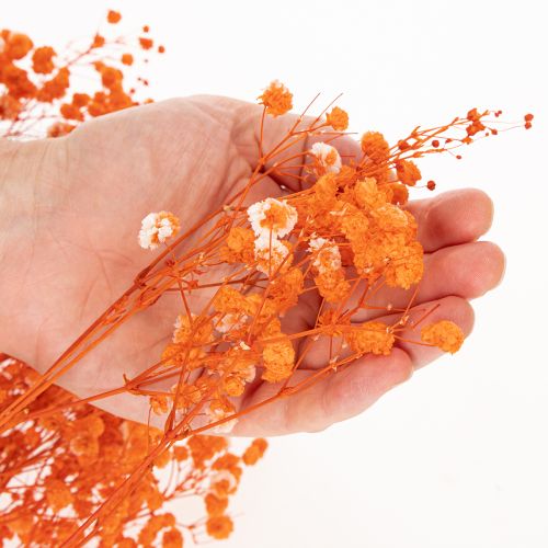 Schleierkraut Trockenblumenstrauß Gypsophila Orange 75 cm 100 g | Floristik24.at