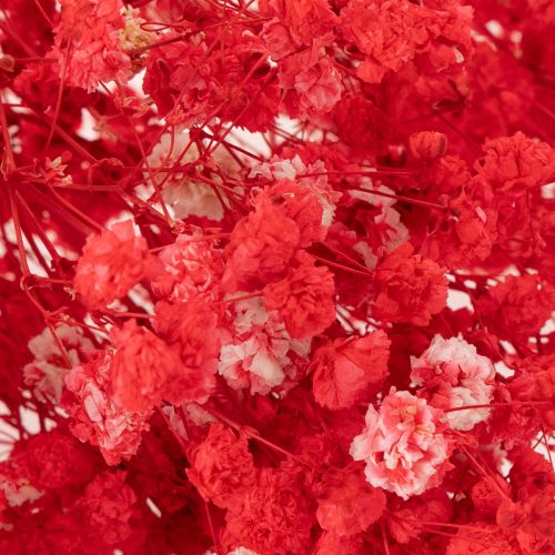 Trockenblumen Schleierkraut Rot 75cm 100g für Wohnraumdekoration | Floristik24.at