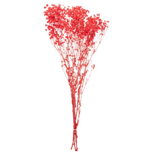 Trockenblumen Schleierkraut Rot 75cm 100g für Wohnraumdekoration | Floristik24.at