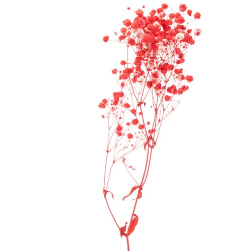 Trockenblumen Schleierkraut Rot 75cm 100g für Wohnraumdekoration | Floristik24.at
