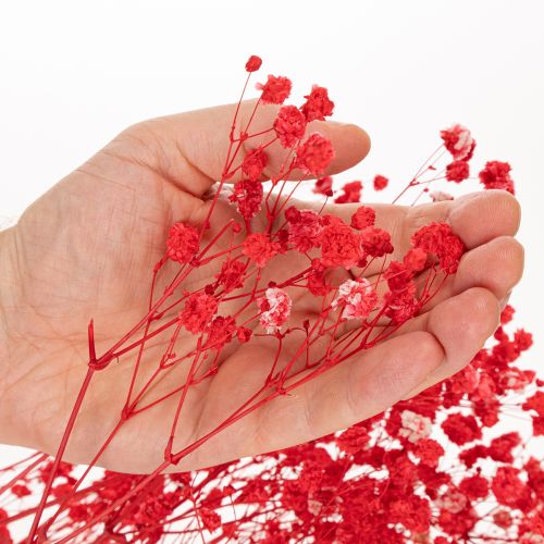 Trockenblumen Schleierkraut Rot 75cm 100g für Wohnraumdekoration | Floristik24.at
