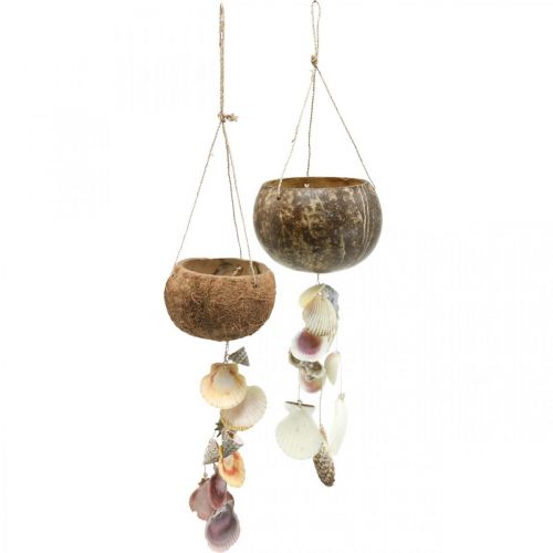 Floristik24 Kokosschale mit Muscheln, natürliche Pflanzschale, Kokosnuss als Blumenampel Ø13,5/11,5cm 2er-Set