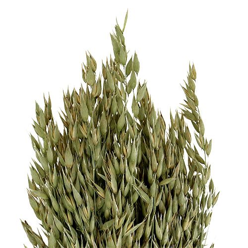 Haferbund natur 1Bund Deko-Hafer