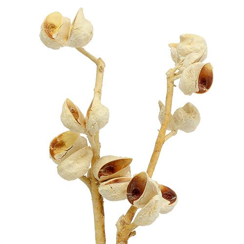 Floristik24 Hakea mittel 5-9 Köpfe pro Zweig gebleicht 25 St