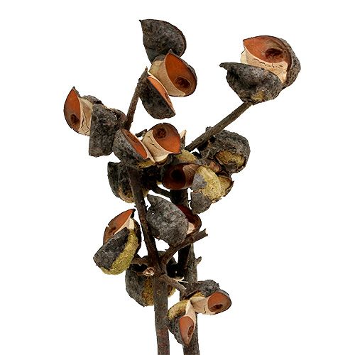 Floristik24 Hakea mittel Natur 5-9 Köpfe pro Zweig 20 St