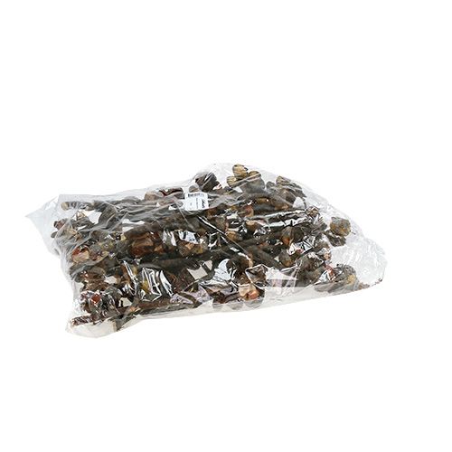 Artikel Hakea mittel Natur 5-9 Köpfe pro Zweig 20 St