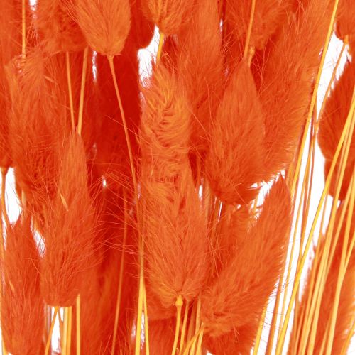 Artikel Hasenschwanzgras Lagurus Getrocknet Orange 50-60cm 50g