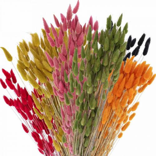 Floristik24 Hasenschwanzgras Lagurus Getrocknet Farbig 60cm 50g