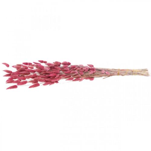 Artikel Hasenschwanzgras Lagurus Getrocknet Altrosa 60cm 50g