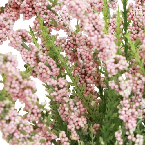 Floristik24 Erika Heidekraut Besenheide Heide im Topf Rosa H17cm 2er-Set