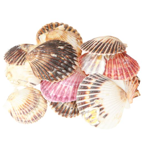 Floristik24 Herzmuscheln leer in Natur Muschel Deko 3cm–5cm 300g