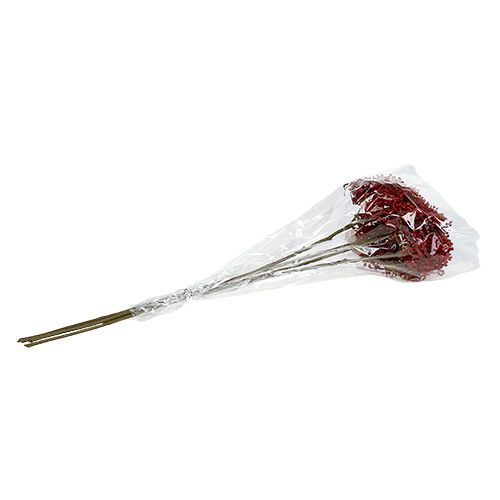 Floristik24 Holunderblütenzweig Rot 55cm 4St