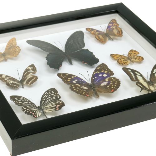 Artikel Schaukasten Schmetterling 28cm x 25cm