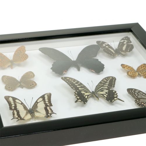 Artikel Schaukasten Schmetterling 28cm x 25cm