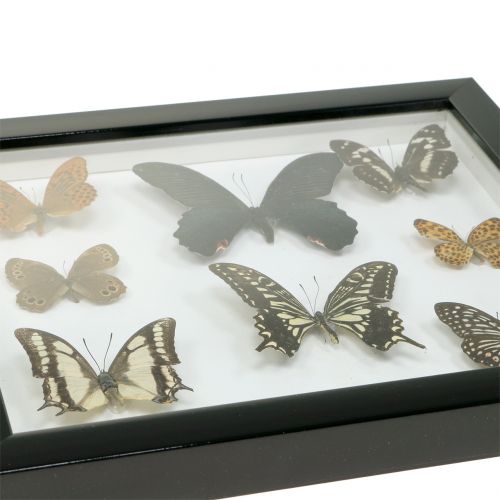 Floristik24 Schaukasten Schmetterling 28cm x 25cm
