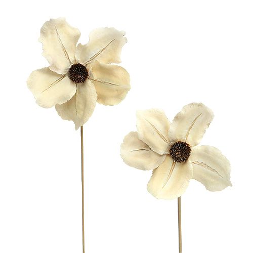 Artikel Holzblüte als Stecker gebleicht Ø9-12cm L45cm 15 St