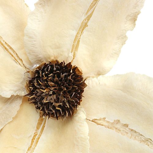 Artikel Holzblüte als Stecker gebleicht Ø9-12cm L45cm 15 St