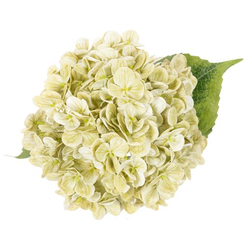 Künstliche Hortensie aus Seidenstoff mit langem Stiel in Creme-Grün, 60 cm | Floristik24.at