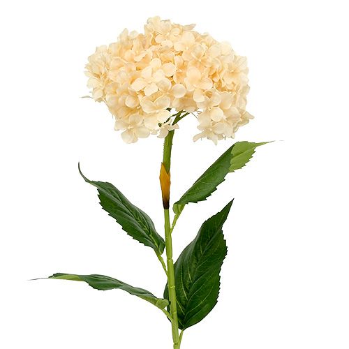 Floristik24 Hortensie Creme 80cm 1St