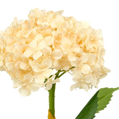 Floristik24 Hortensie Creme 80cm 1St