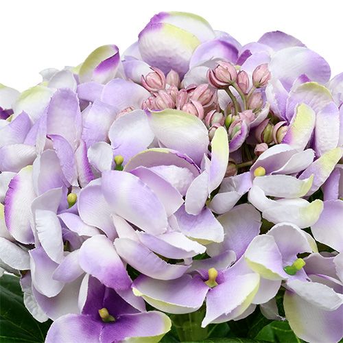Floristik24 Hortensie Lila-Weiß 60cm
