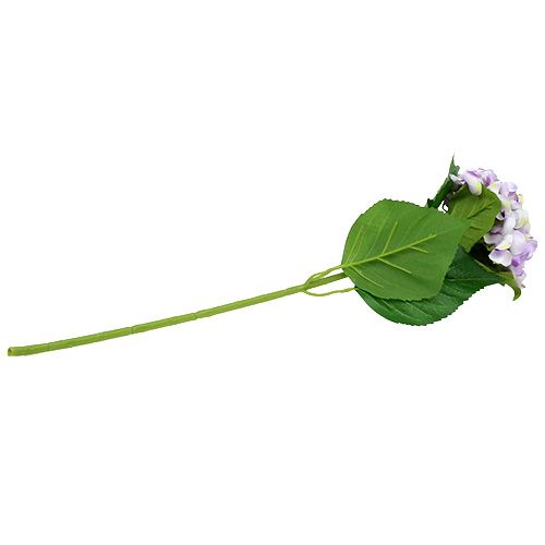 Floristik24 Hortensie Lila-Weiß 60cm